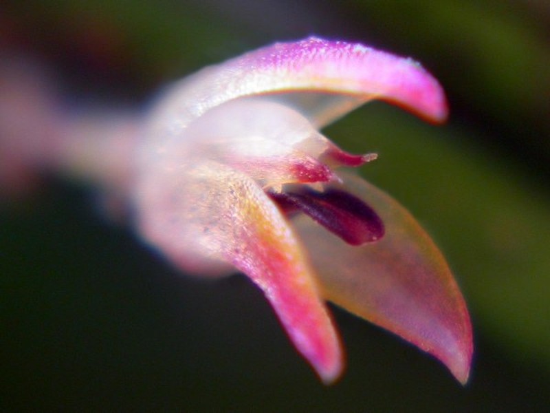 Anathallis microphyta