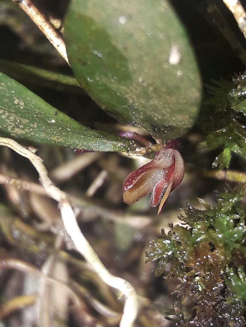 Anathallis microphyta photo 2
