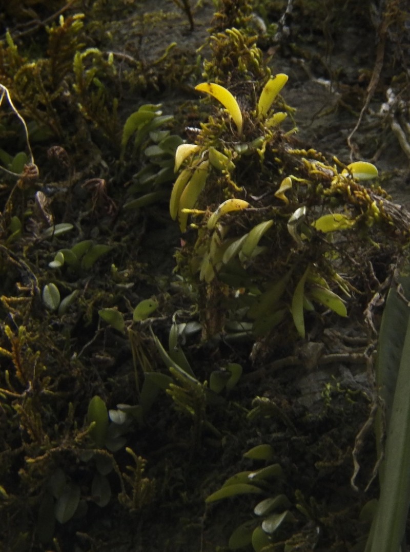 Anathallis minutalis photo 2