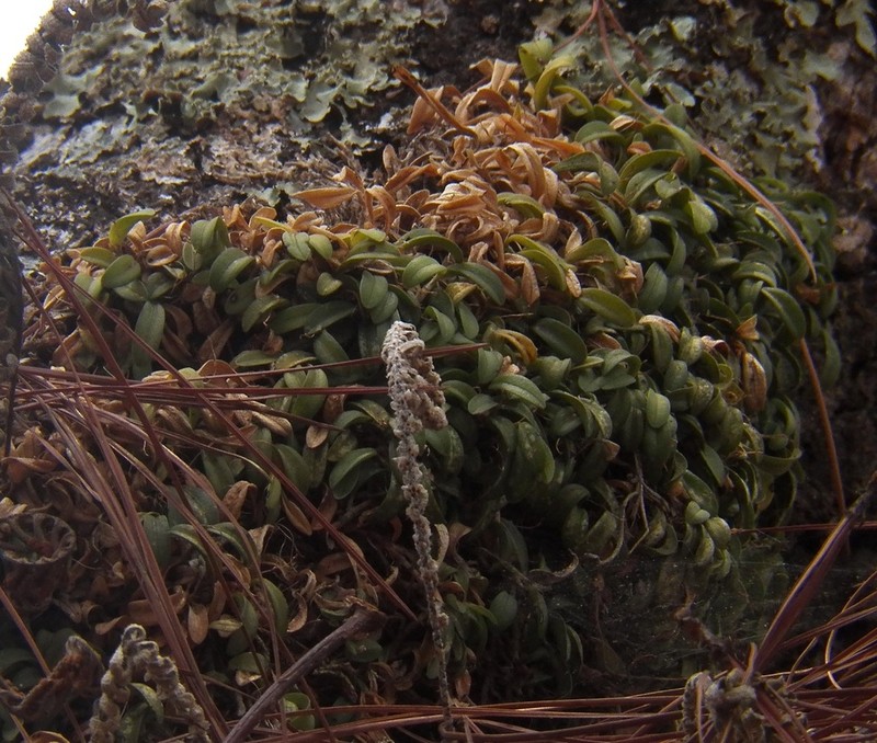 Anathallis minutalis photo 3