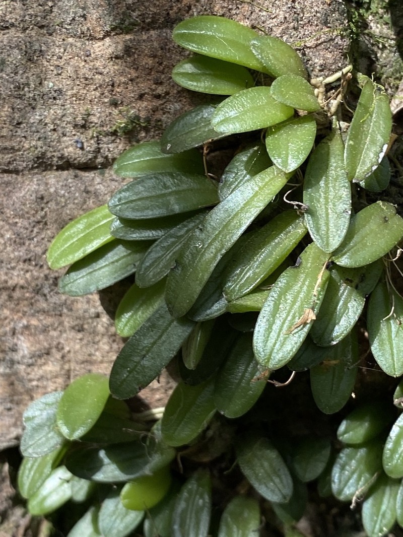Anathallis oblanceolata