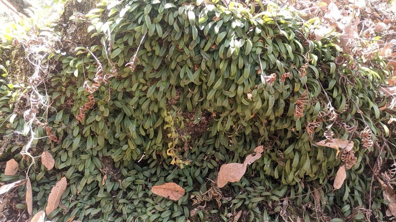Anathallis oblanceolata photo 2