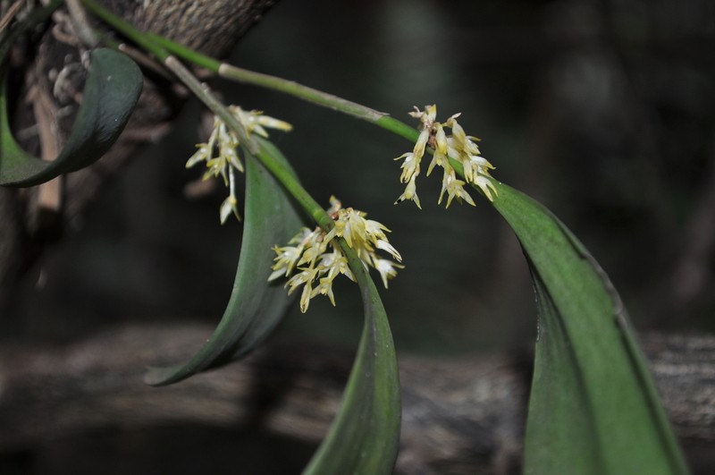 South American Bonnet Orchid photo 3