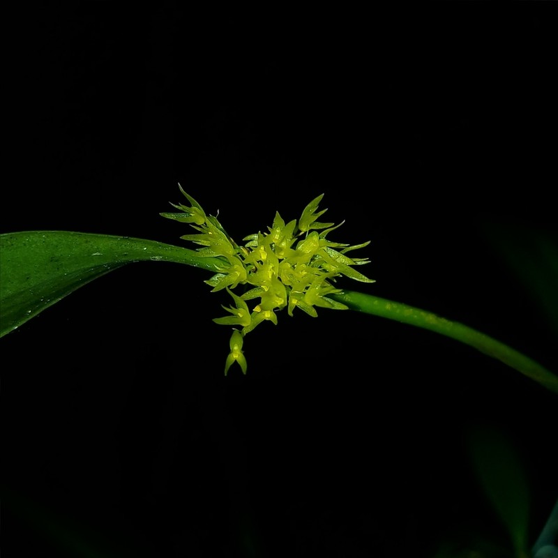 South American Bonnet Orchid photo 4
