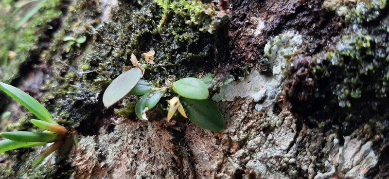 Anathallis ochracea