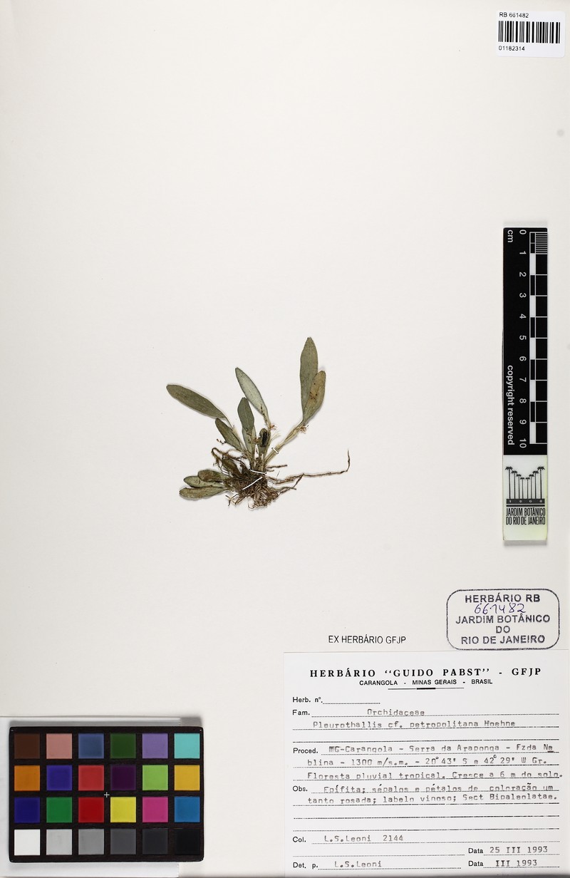 Anathallis petropolitana