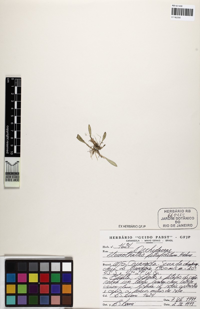 Anathallis petropolitana photo 2