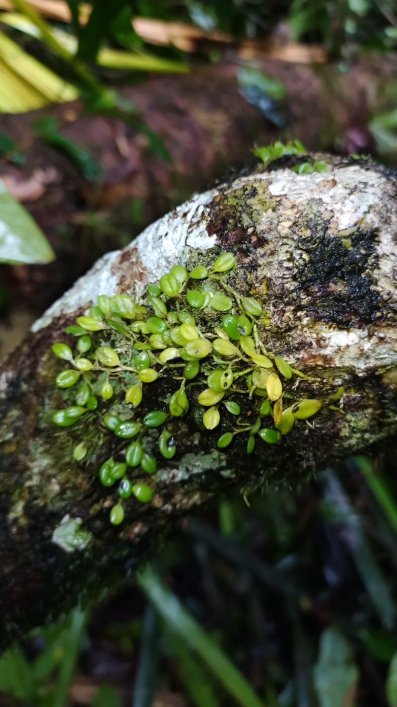 Anathallis polygonoides