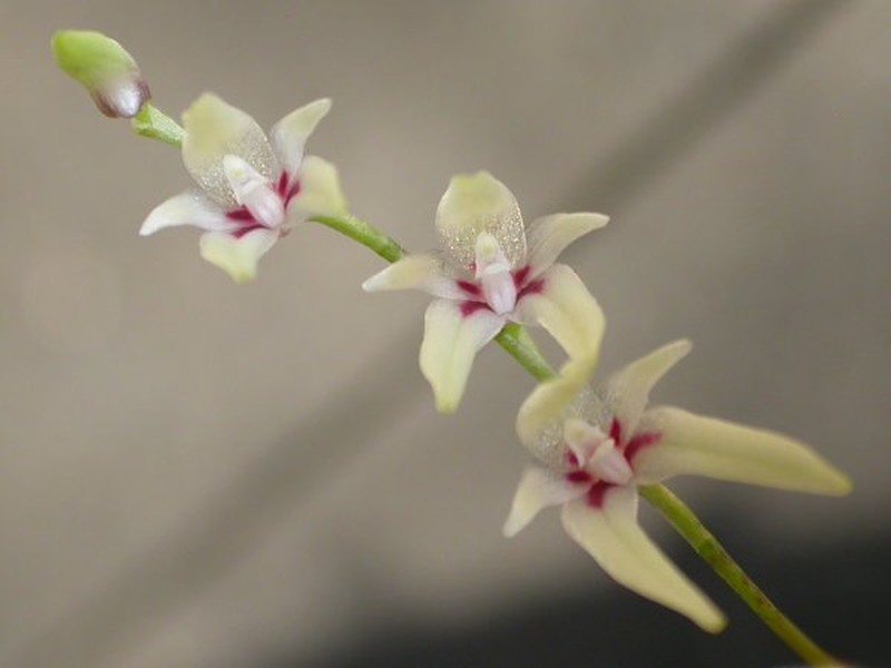 Anathallis pubipetala