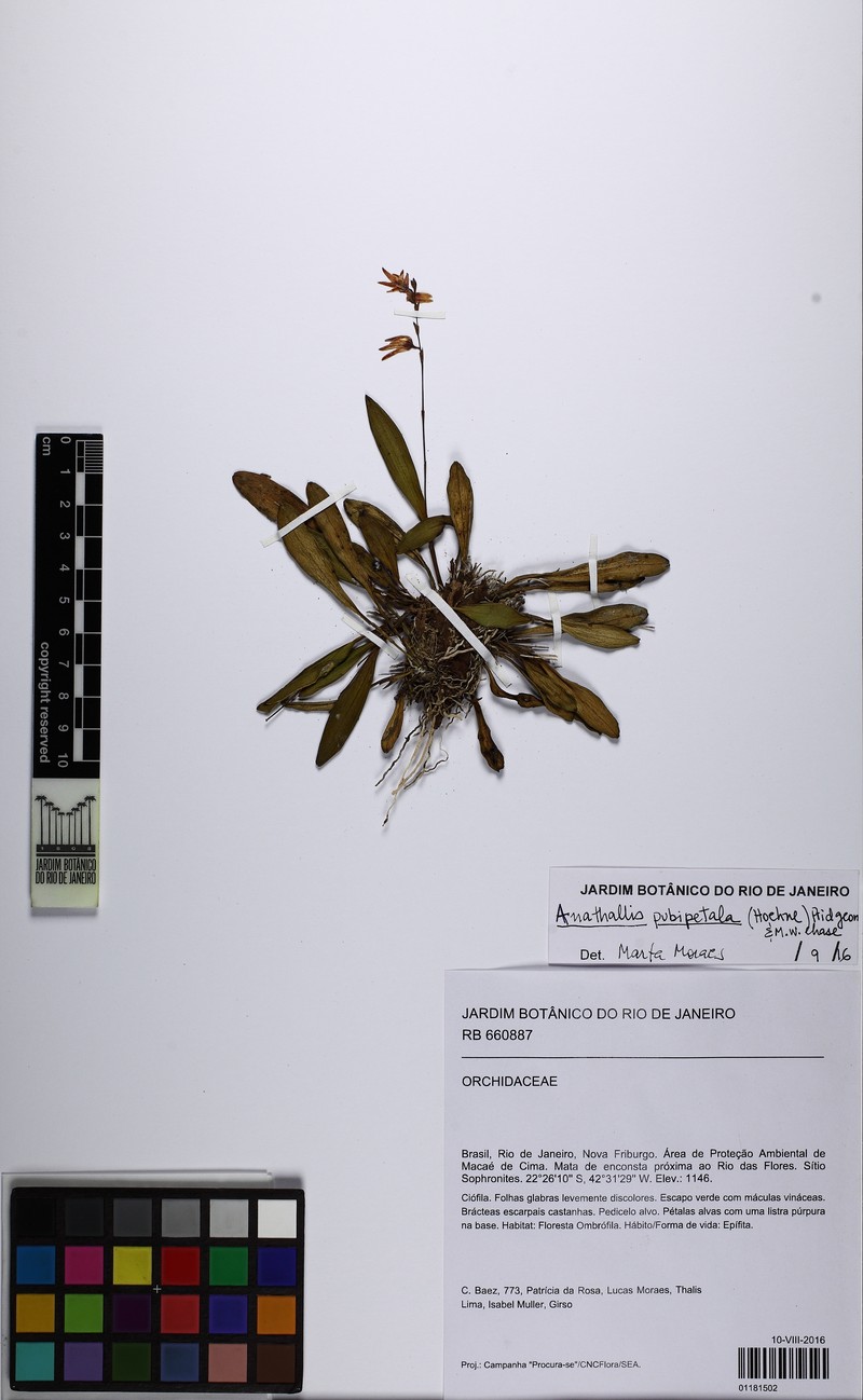 Anathallis pubipetala photo 2