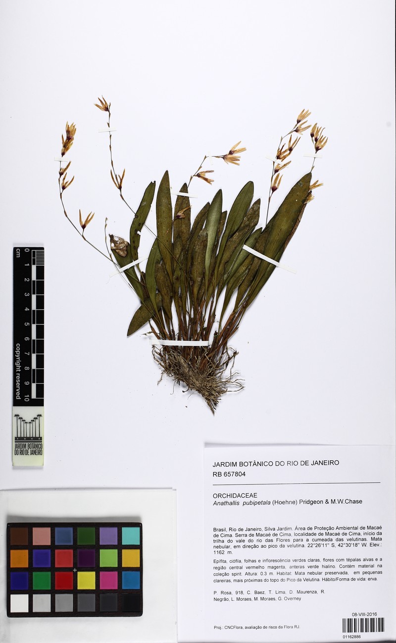 Anathallis pubipetala photo 3