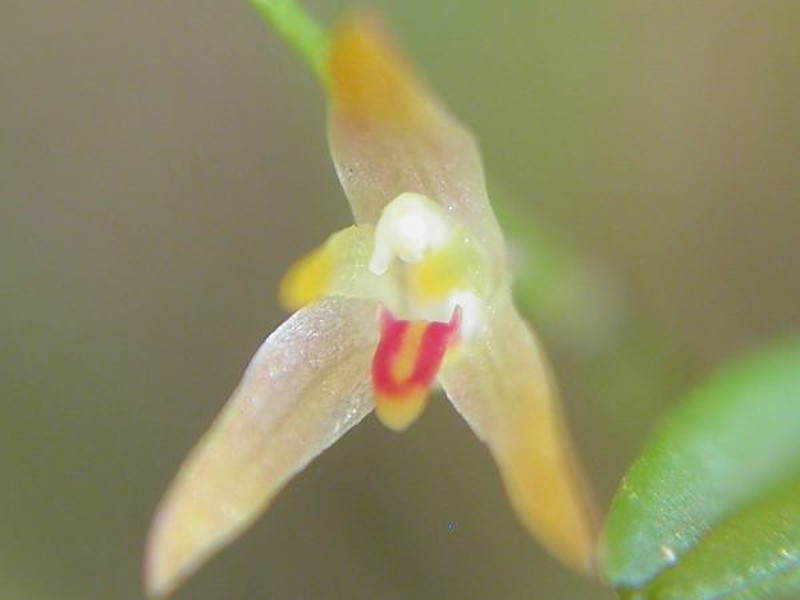 Anathallis reedii