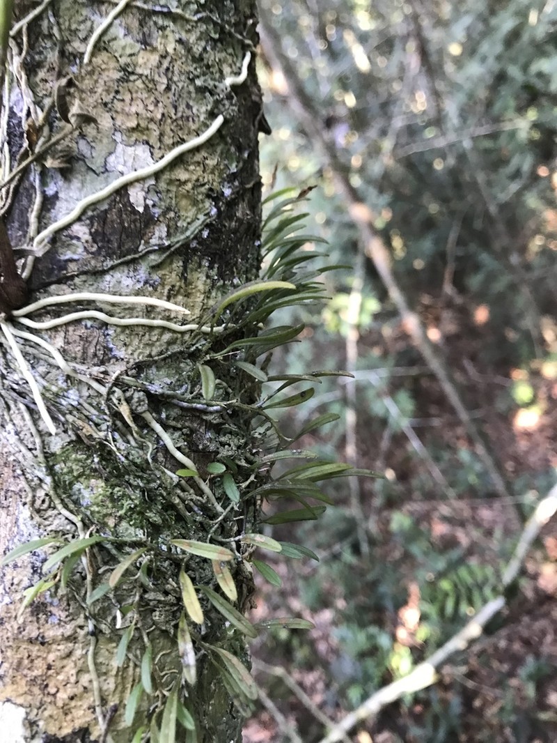 Anathallis sertularioides