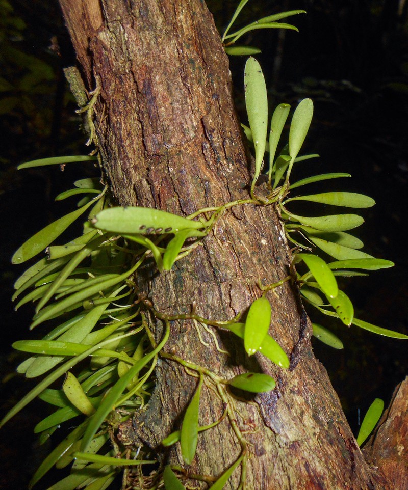 Anathallis sertularioides photo 2
