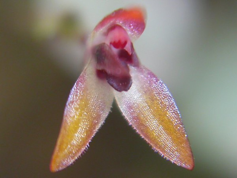 Anathallis vitorinoi