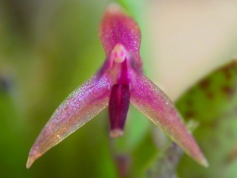Anathallis welteri
