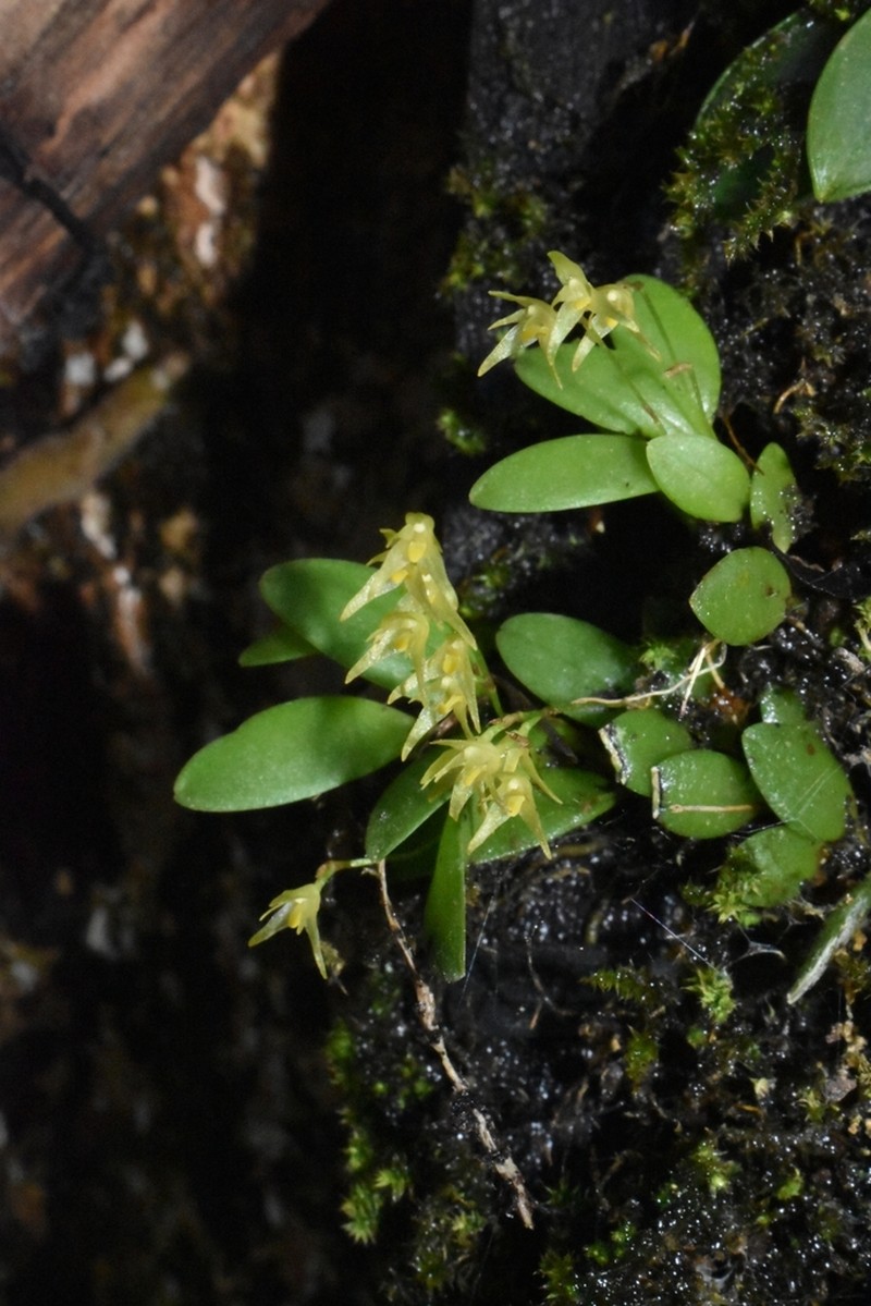Anathallis yucatanensis