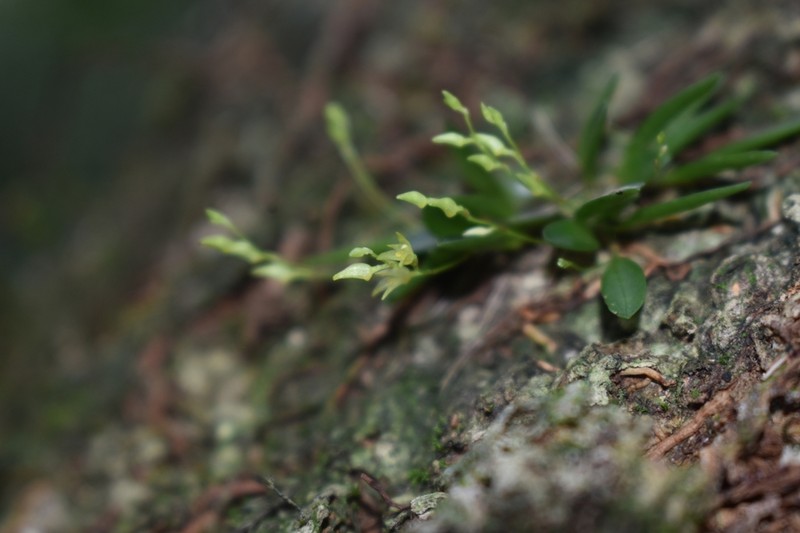 Anathallis yucatanensis photo 2