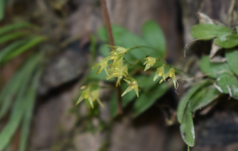 Anathallis yucatanensis photo 3