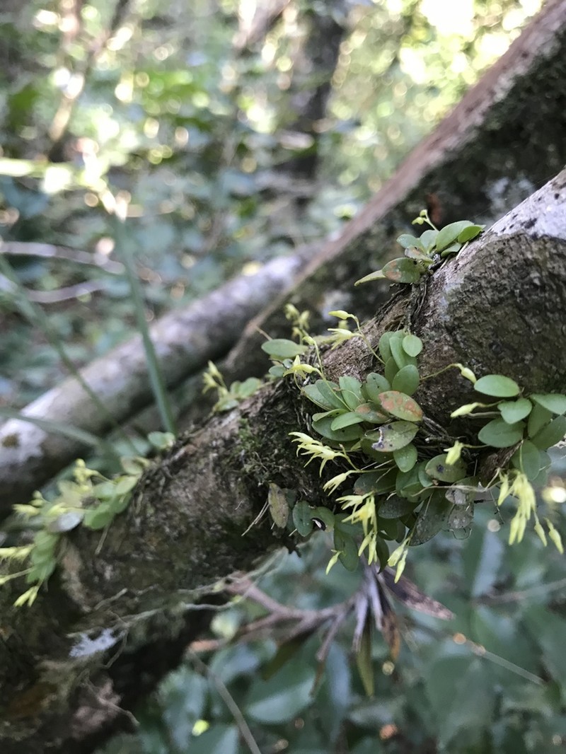 Anathallis yucatanensis photo 4