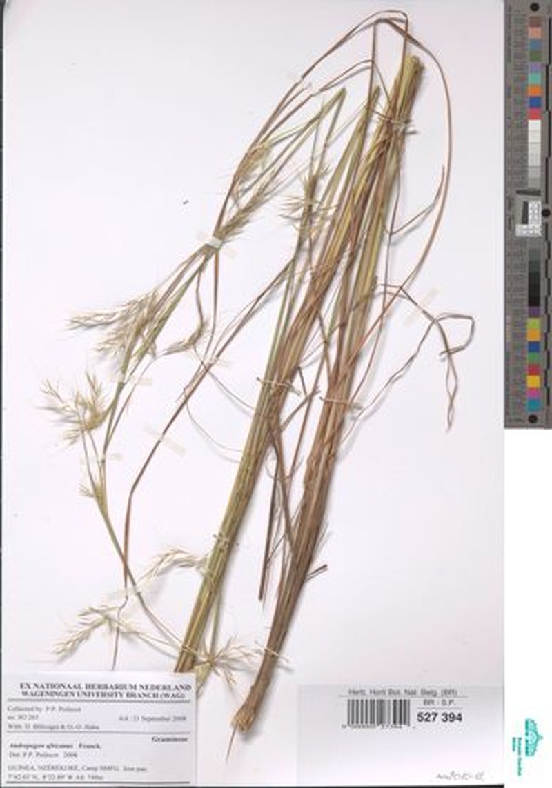 Anatherum africanum