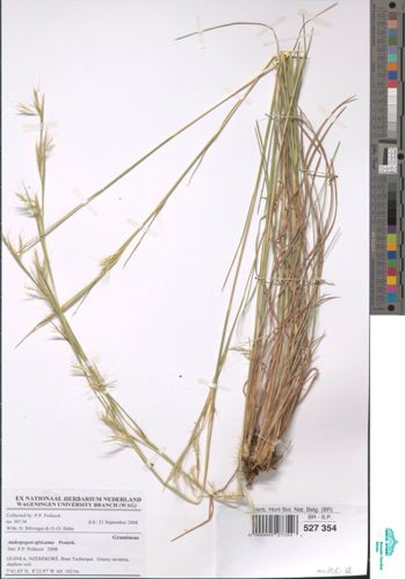 Anatherum africanum photo 2