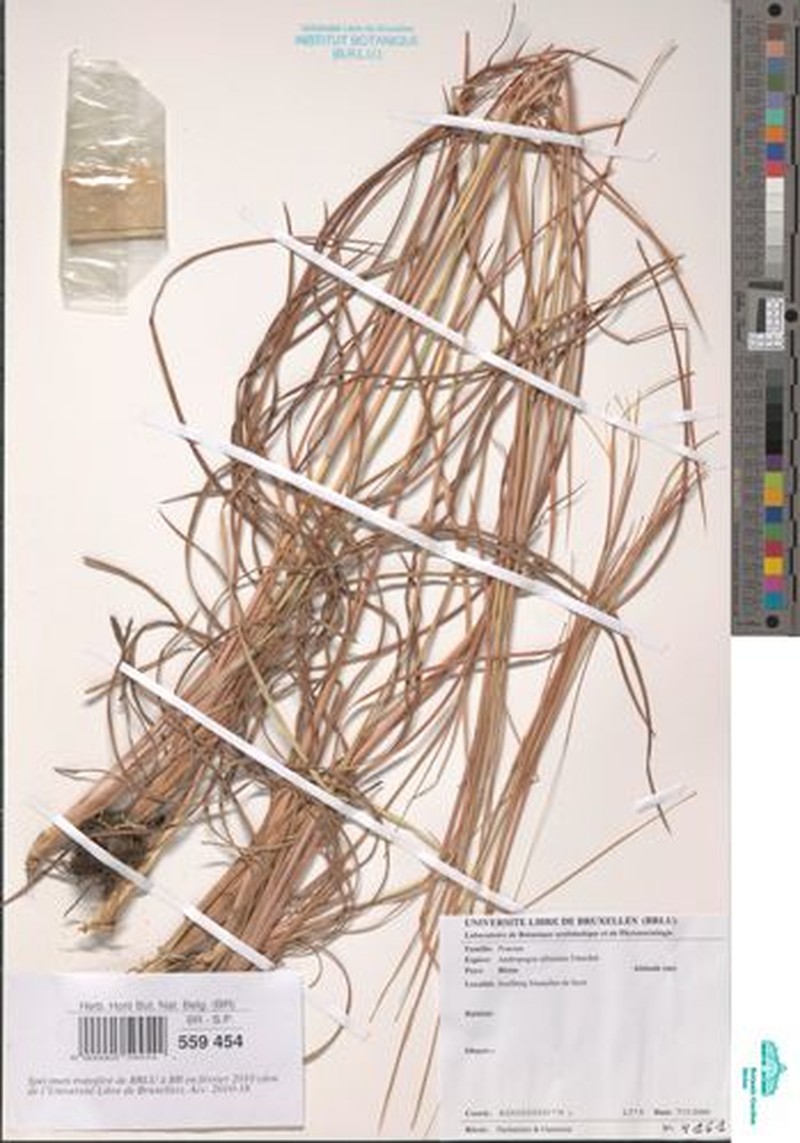 Anatherum africanum photo 3