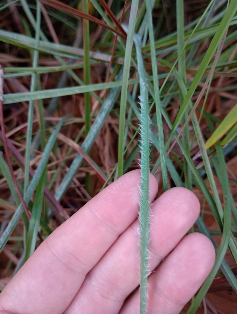 Pinewoods Bluestem photo 2