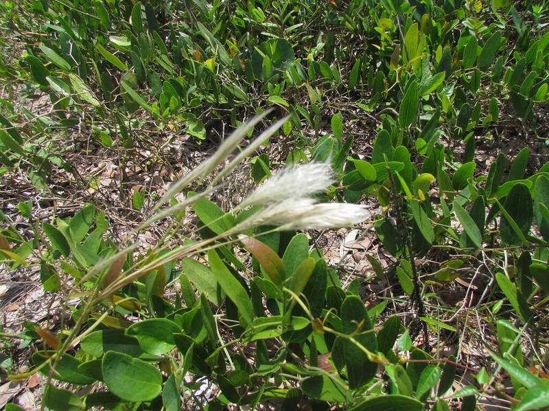 Anatherum arenarium