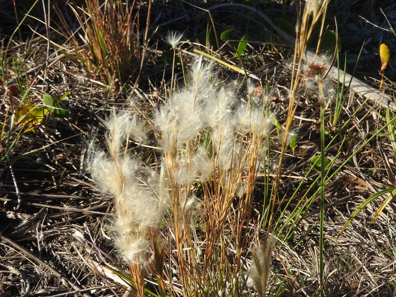 Anatherum arenarium photo 2