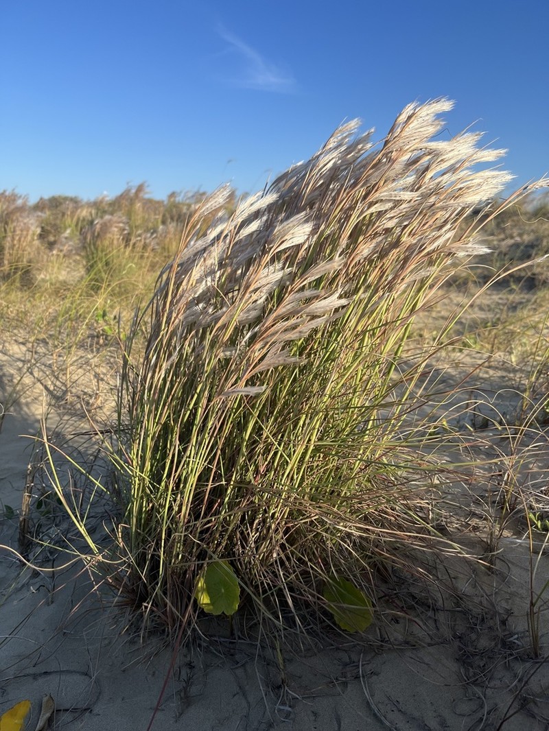 Anatherum arenarium photo 3