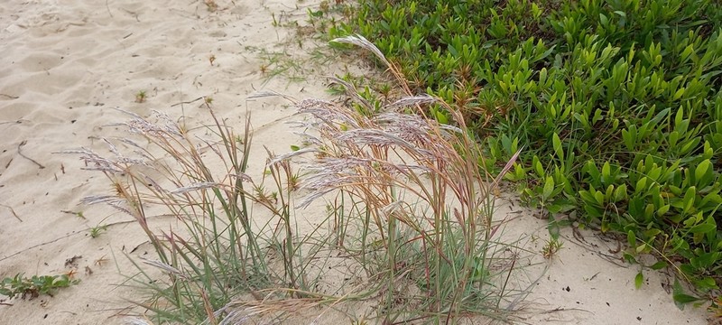 Anatherum arenarium photo 4