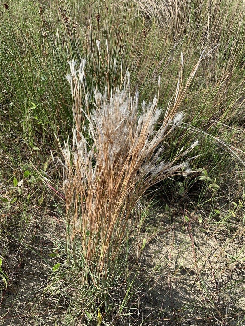 Anatherum arenarium photo 5