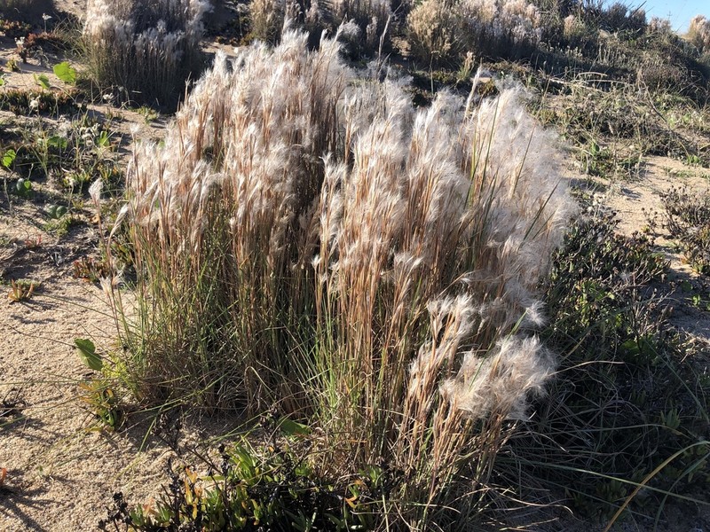 Anatherum arenarium photo 6