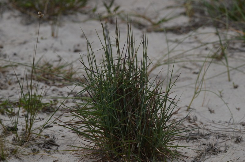 Anatherum arenarium photo 7