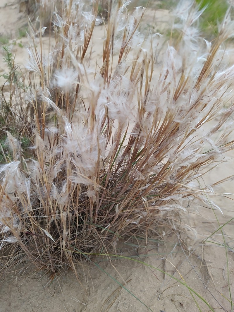 Anatherum arenarium photo 8
