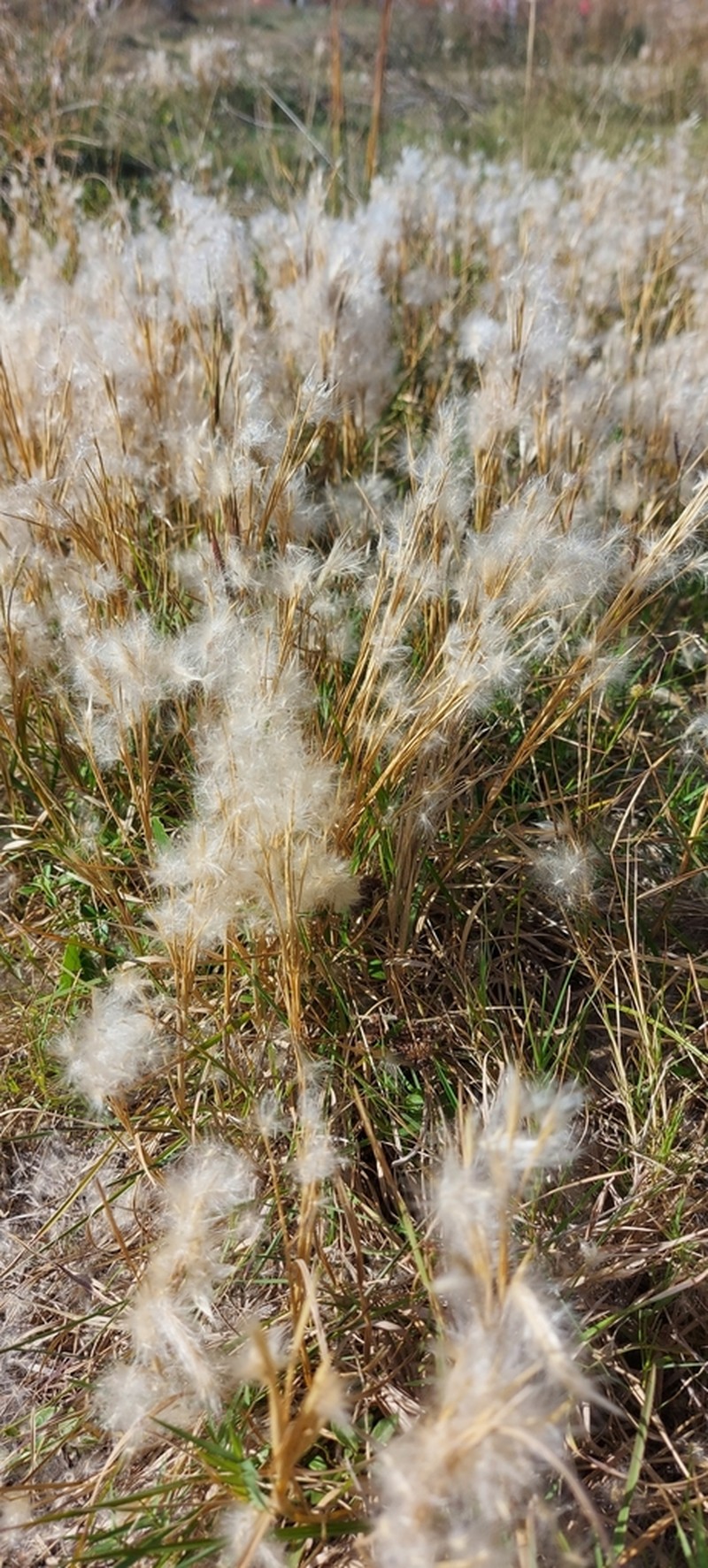 Anatherum arenarium