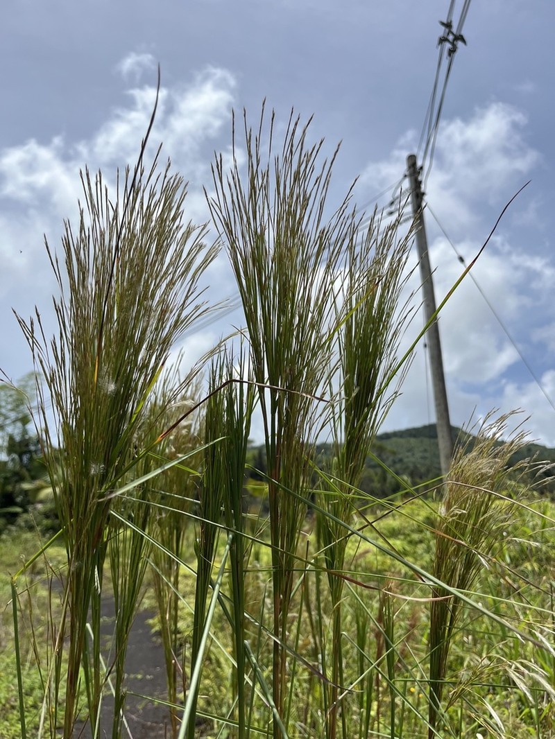 Barbas De Indio photo 6
