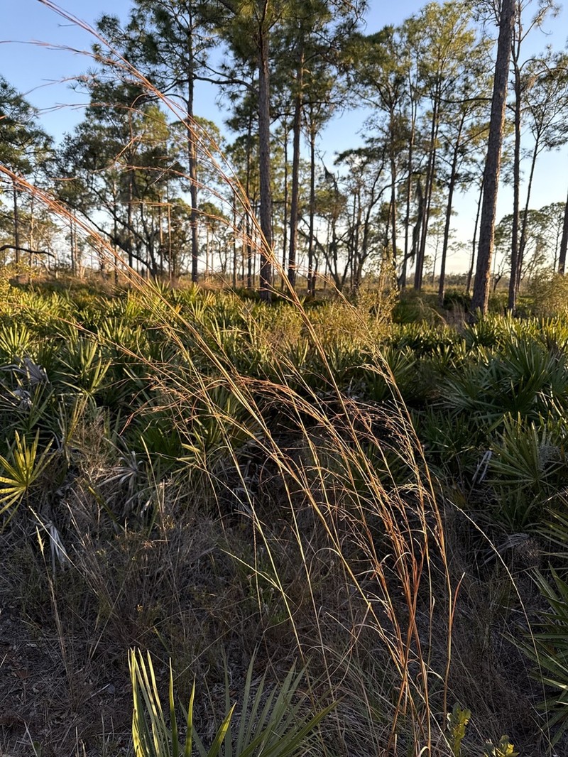 Shortspike Bluestem