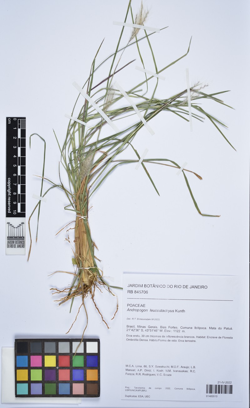 Anatherum brasiliense
