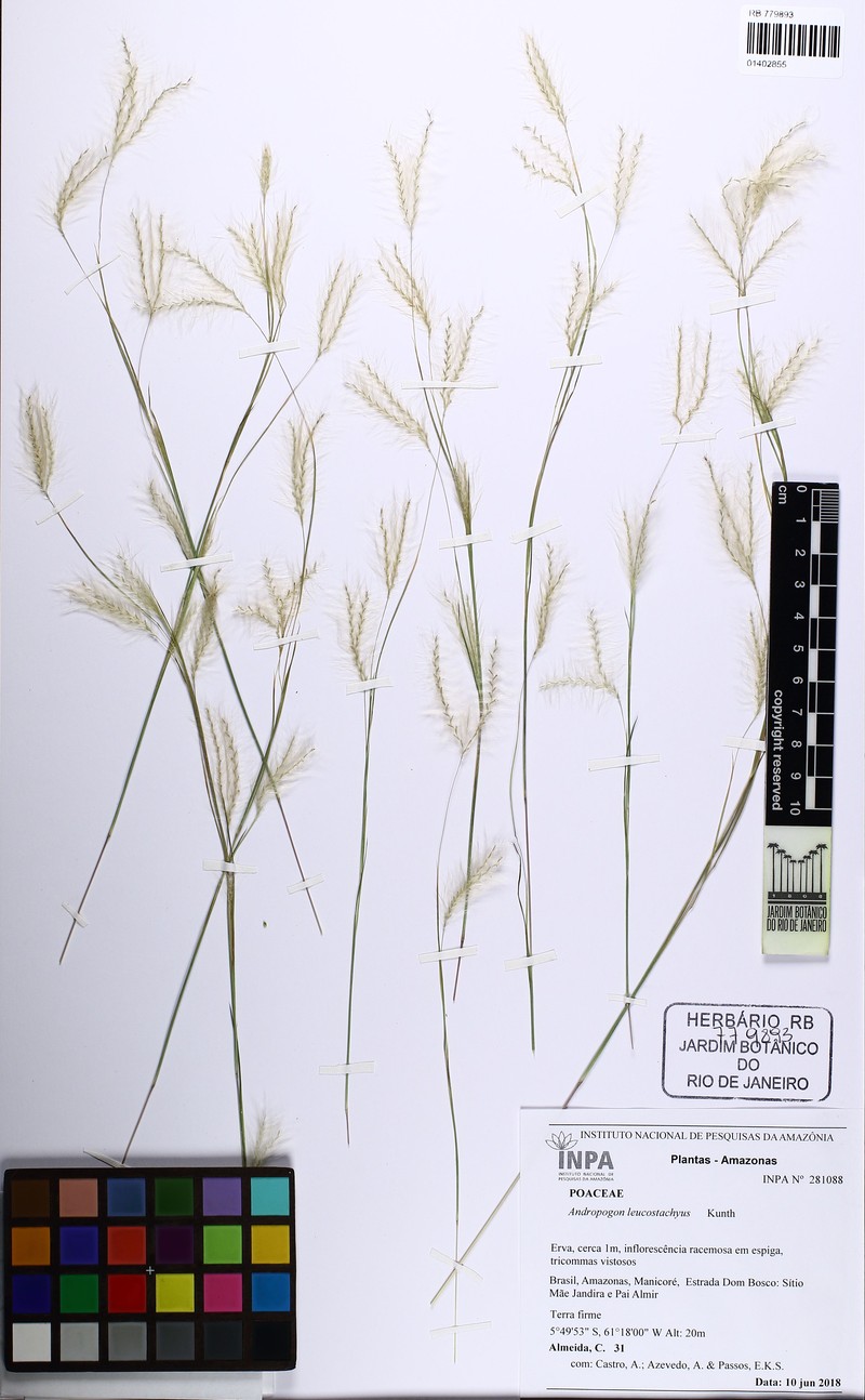 Anatherum brasiliense photo 3