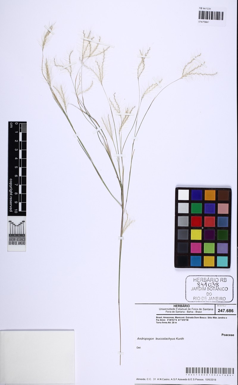 Anatherum brasiliense photo 4
