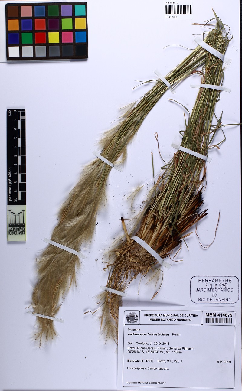 Anatherum brasiliense photo 5