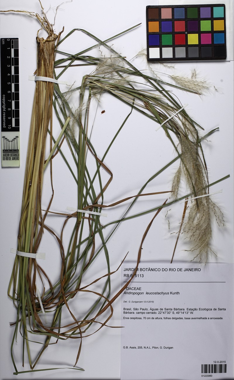 Anatherum brasiliense photo 6