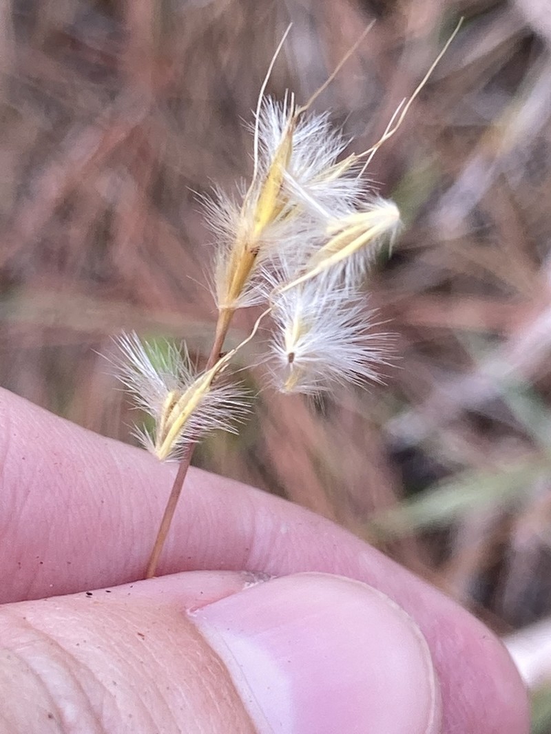 Anatherum cabanisii photo 3