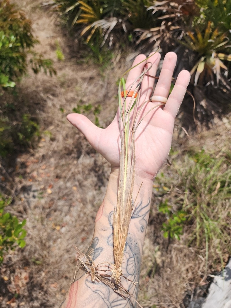 Anatherum cabanisii photo 4