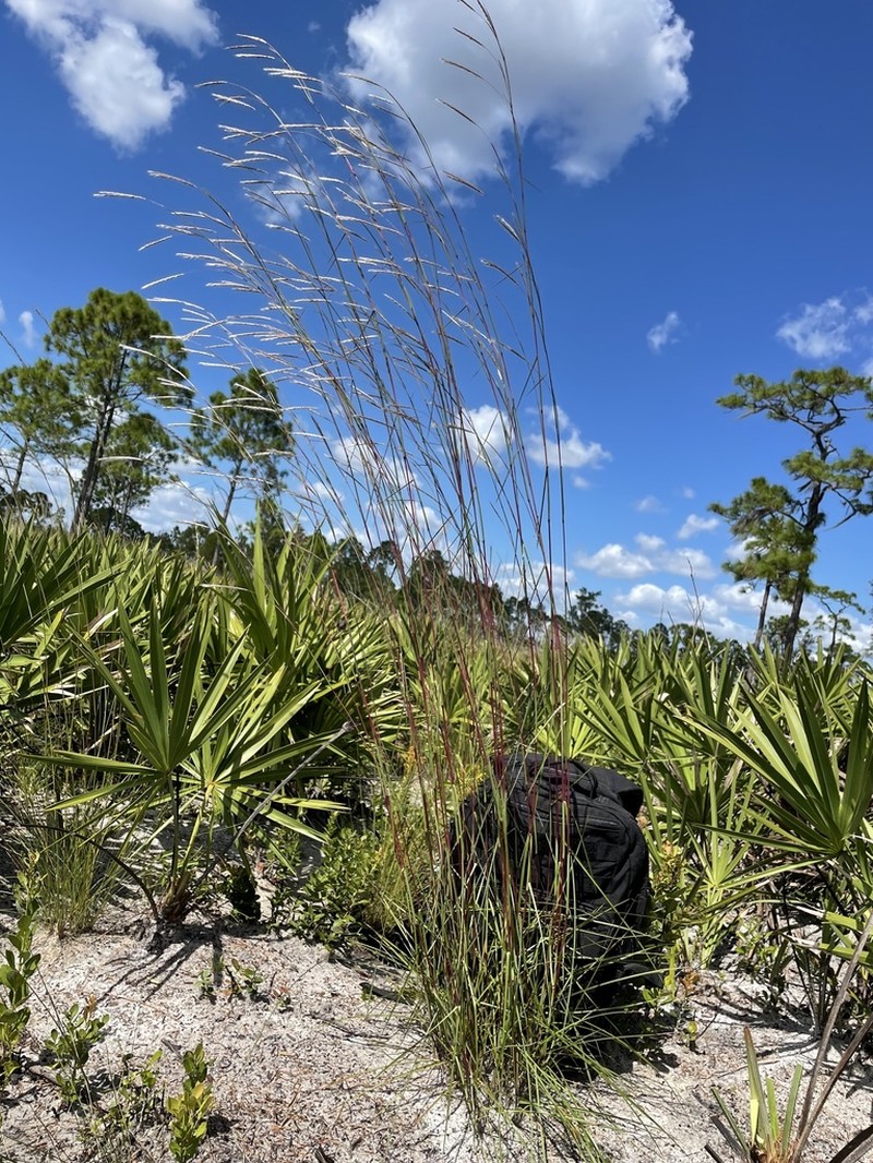 Anatherum cabanisii photo 5