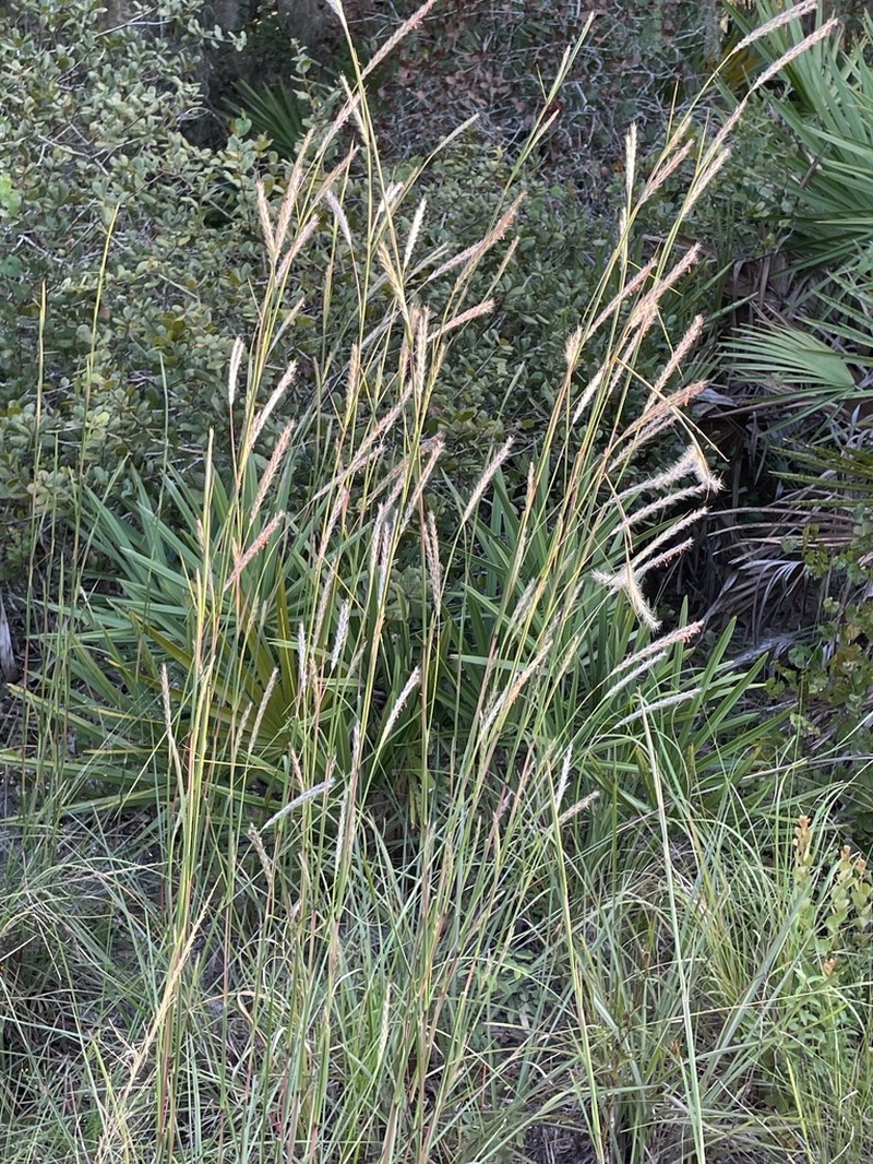 Anatherum cabanisii photo 6