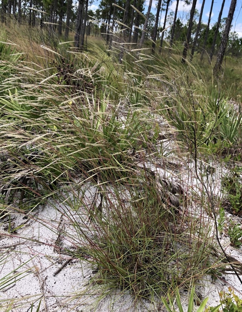 Anatherum cabanisii photo 7