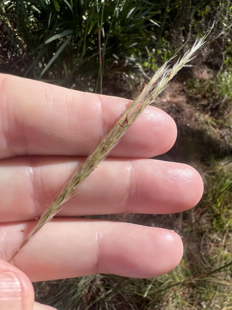 Anatherum cabanisii photo 8